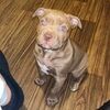 dk_thepittbull